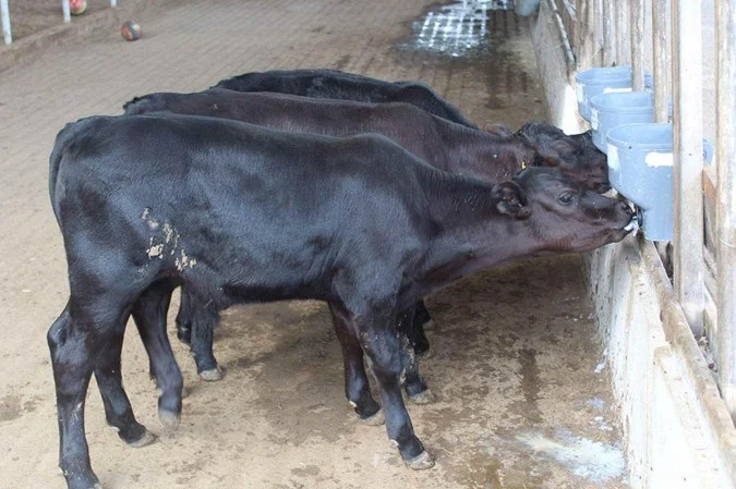 Bezerros Geneticamente Modificados: Um Marco na Pecuária Brasileira