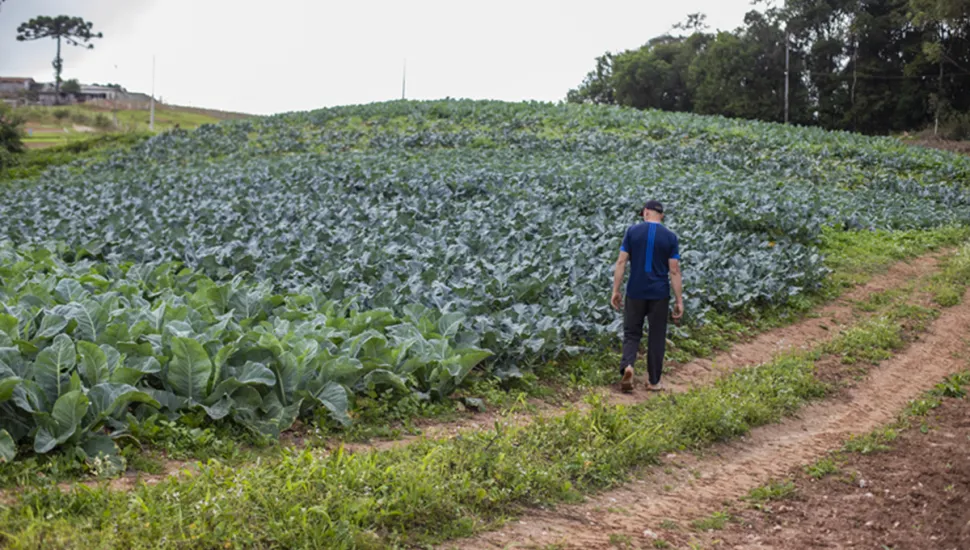 A Força Silenciosa: Agricultura Urbana Impulsiona Economia de Curitiba