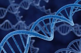 CRISPR revoluciona o agro com precisão genética