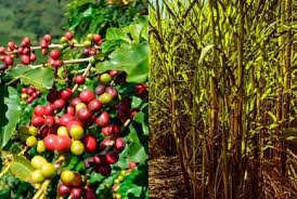 Produtoras rurais adotam rastreabilidade como estratégia para replicar boas práticas e inovar no agronegócio